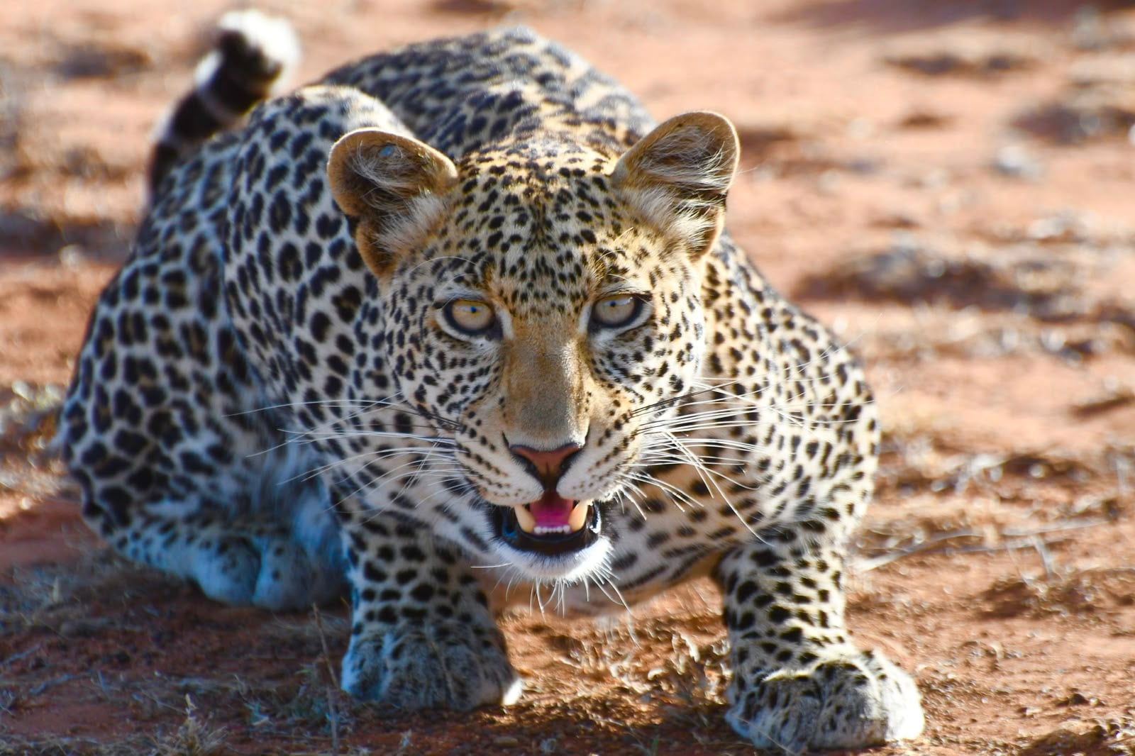 Safari Expeditions 1
