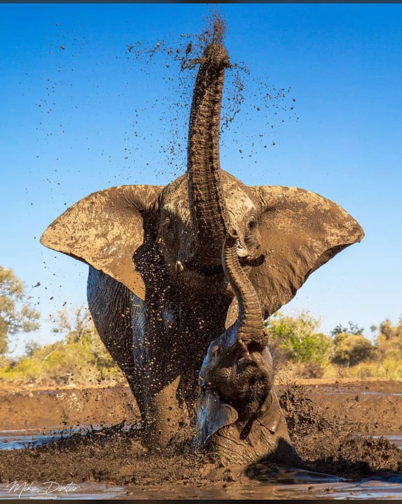Safari Expeditions 2