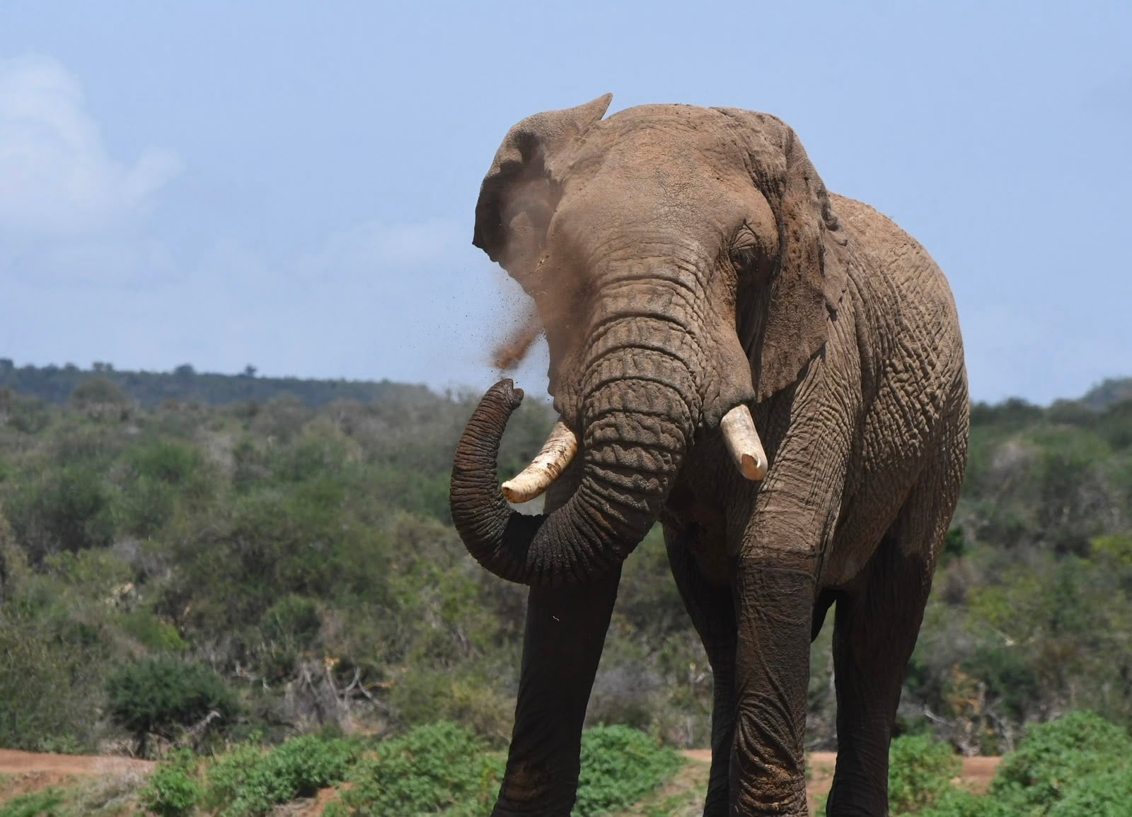 Wildlife 2