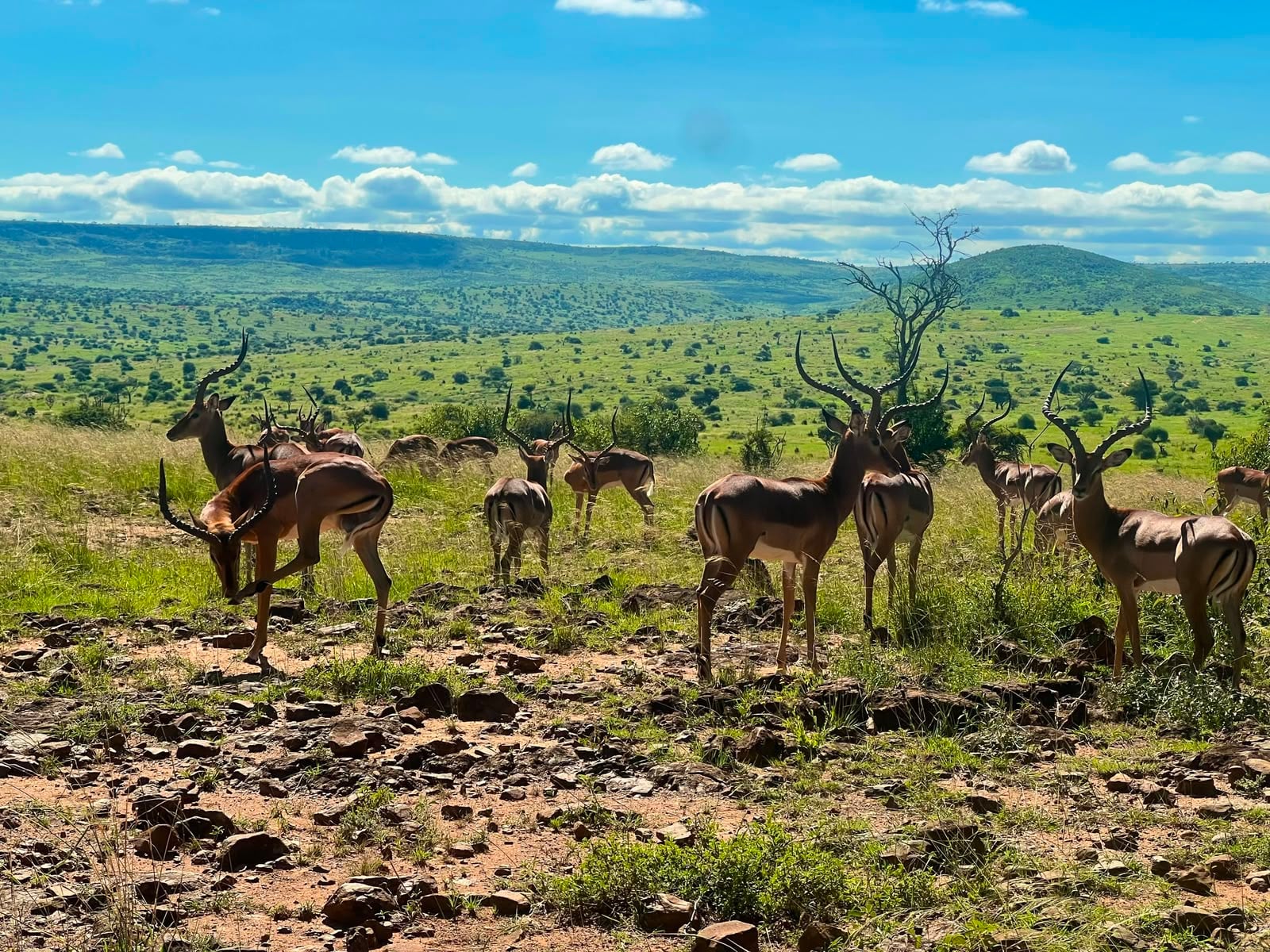 Safari Expeditions