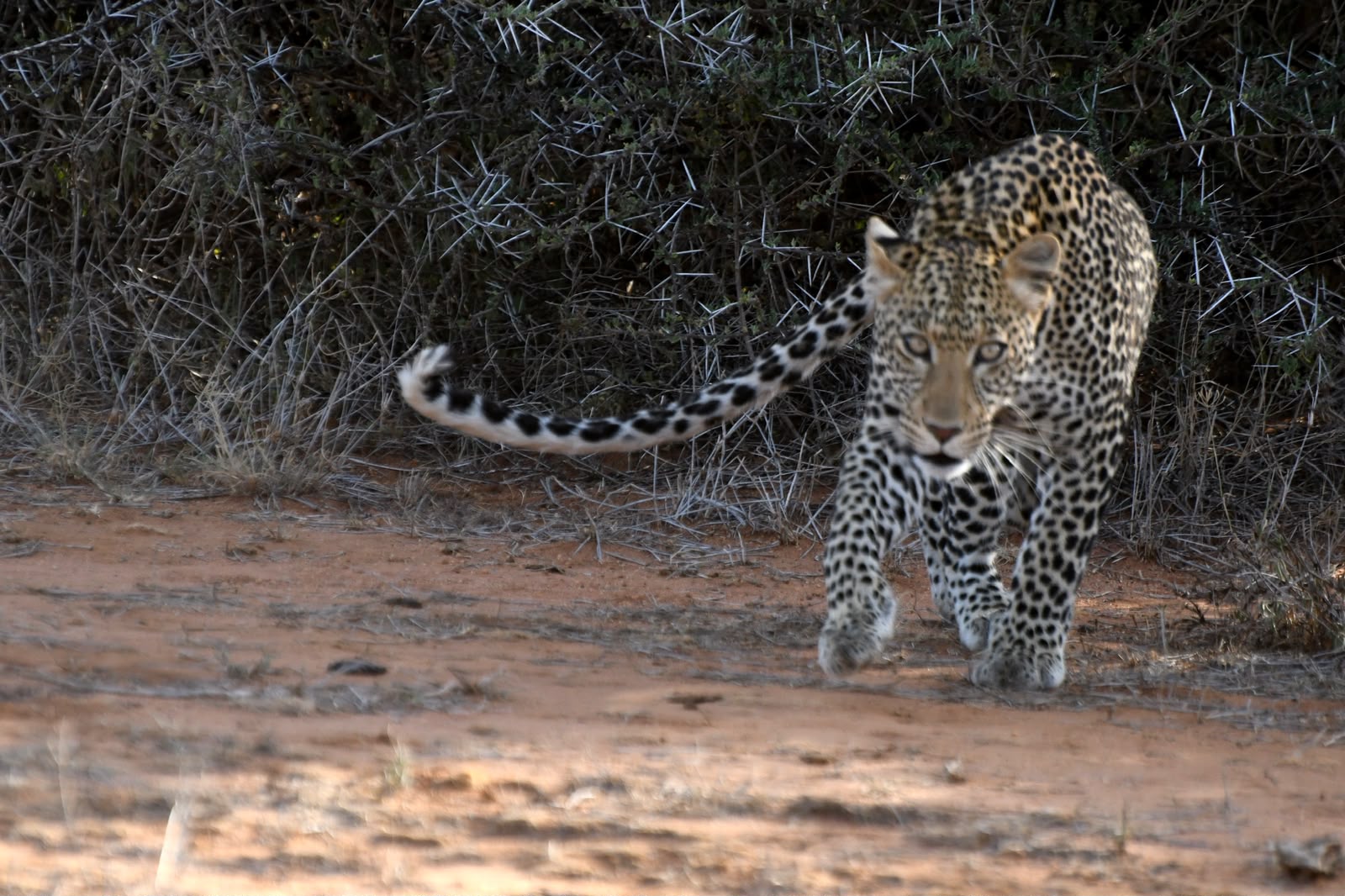 Samburu Experiences