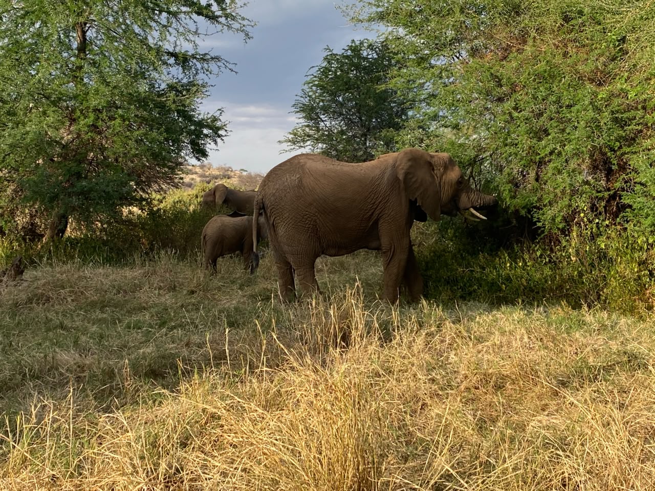 African elephant in the wild