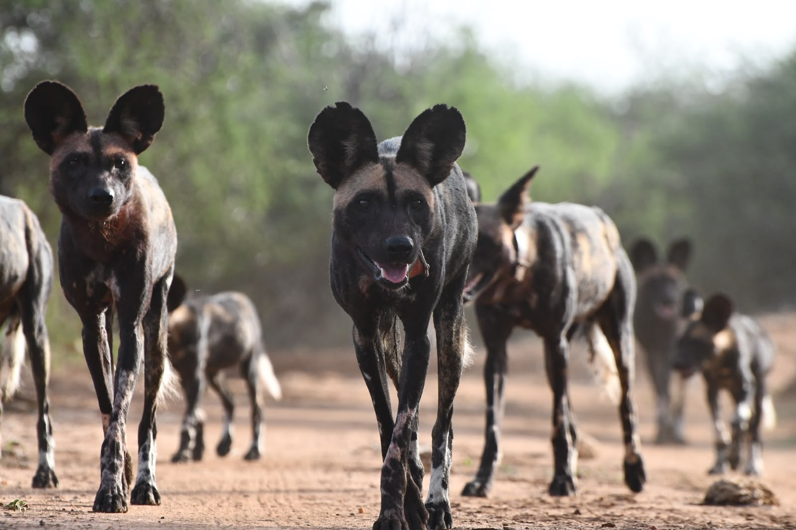 Jackal in Samburu wilderness